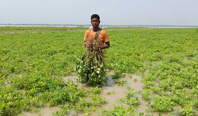 তিস্তার পানিতে তলিয়েছে শত শত বিঘা জমির ফসল  