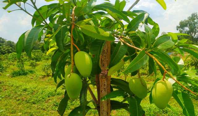গাছ থেকে আম পাড়া নিয়ে দুপক্ষের সংঘর্ষ, নিহত ১