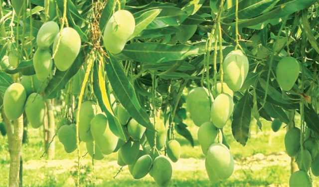 আম্রপালি-রাংগুই আমের অপেক্ষায় রাঙামাটি