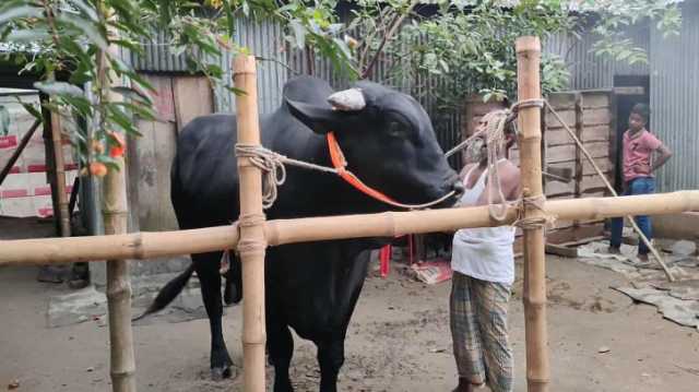 প্রতিদিন হাজার টাকার খাবার খায় ১১০০ কেজির ‘জেট ব্ল্যাক’