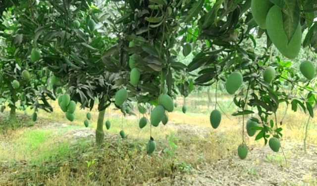 নওগাঁয় ৪ হাজার কোটি টাকার আম বাণিজ্যের আশা