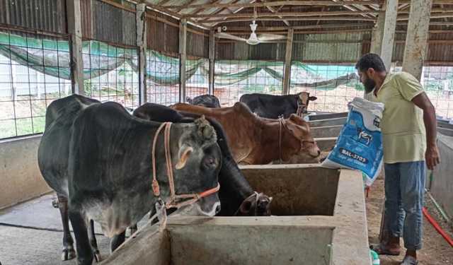 চাহিদার চেয়ে বেশি পশু প্রস্তুত চাঁপাইনবাবগঞ্জে
