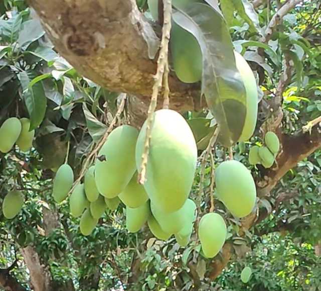 চুয়াডাঙ্গায় ২০০ কোটি টাকার আম বাণিজ্যের আশা
