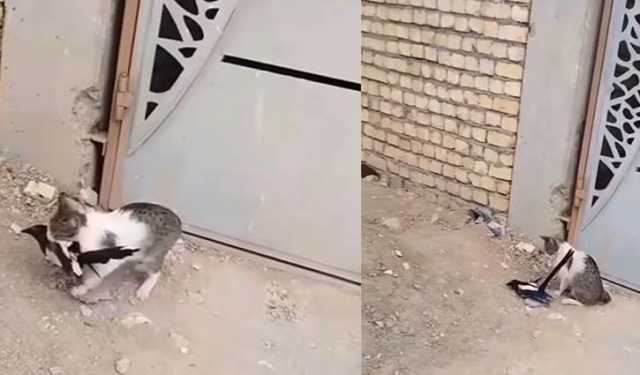 মরার ভান করে বেঁচে গেলো দোয়েল