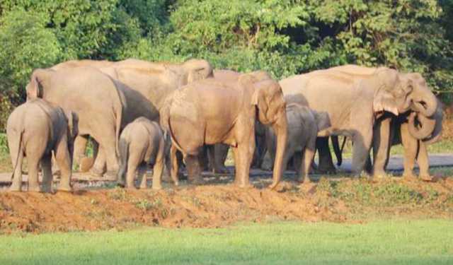 শেরপুরে বন্যহাতির আক্রমণে বৃদ্ধার মৃত্যু