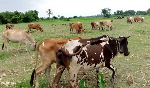 ফরিদপুরে দেশি গরুর চাহিদা বেশি