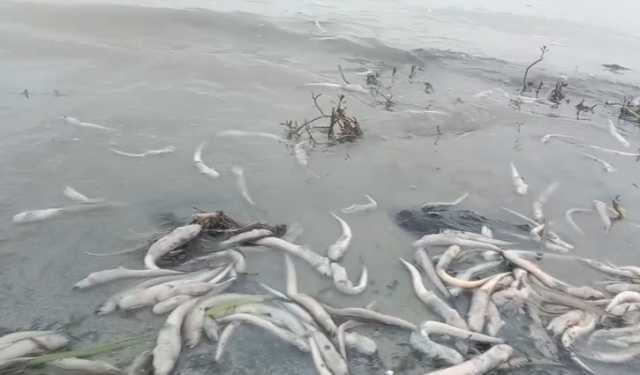 মেঘনায় ভেসে উঠছে ঝাঁকে ঝাঁকে মরা মাছ