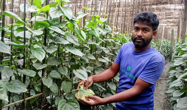 পানে চিনিপোকার আক্রমণে দিশেহারা চাষিরা