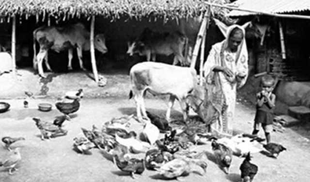 আশির দশকের পশুপাখি