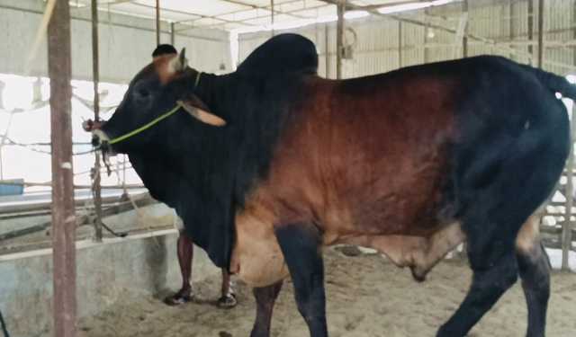 নজর কাড়ছে সুন্দরী ও রাজাবাবু 