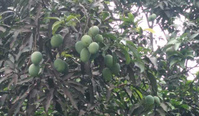 দিনাজপুরে আমের বাম্পার ফলন স্বপ্ন দেখাচ্ছে