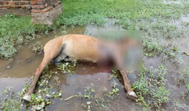 হাসপাতালে ‘শেষ ঠিকানার কারিগর’, প্রিয় ঘোড়াটিও মেরে ফেলেছে দুর্বৃত