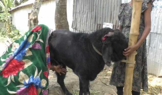 দুধ দিচ্ছে পাঁঠা, এলাকায় চাঞ্চল্য