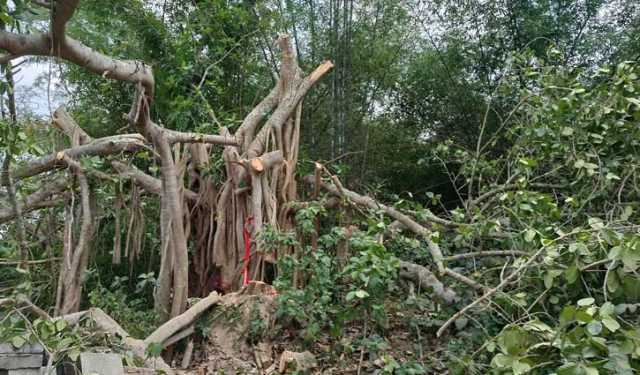 ‘শিরক’ আখ্যা দিয়ে বটগাছ কেটে ফেলার পর মালিকের গা ঢাকা 