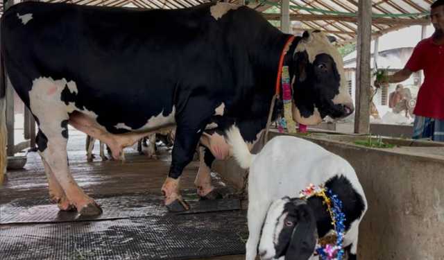 ৩১ মণের ‘সান্ডা’ কিনলে ‘পান্ডা’ ফ্রি