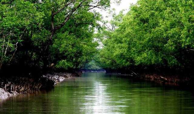 পথ ভুলে লোকালয়ে আসা হরিণ সুন্দরবনে অবমুক্ত
