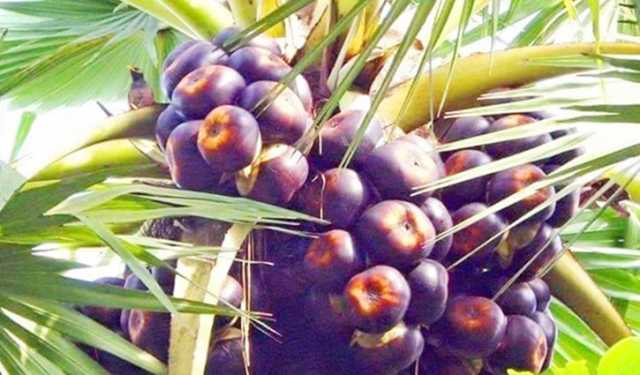 তাল পাড়তে গিয়ে গাছ থেকে পড়ে যুবকের মৃত্যু