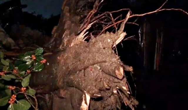 ময়মনসিংহে ঝড়ে গাছ উপড়ে ও ডাল ভেঙে ২ জনের মৃত্যু