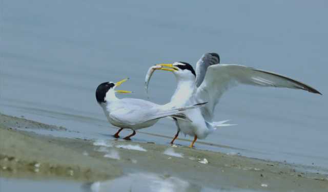 পাখি মারা জাল