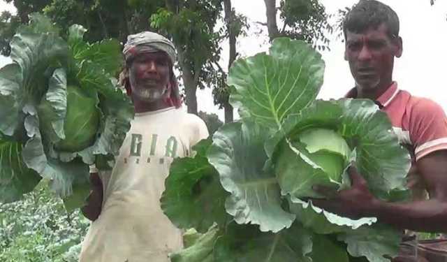 অসময়ে বাঁধাকপি
