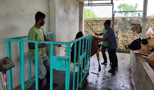 ঠাকুরগাঁওয়ে ৪৫০ টাকা কেজিদরে পশু বিক্রি