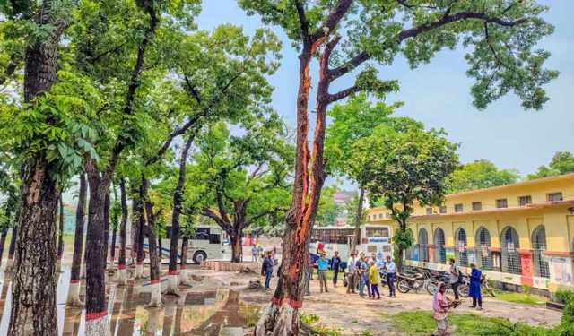 বজ্রপাতে গাছ লম্বালম্বি দ্বিখণ্ডিত, উৎসুক মানুষের ভিড়