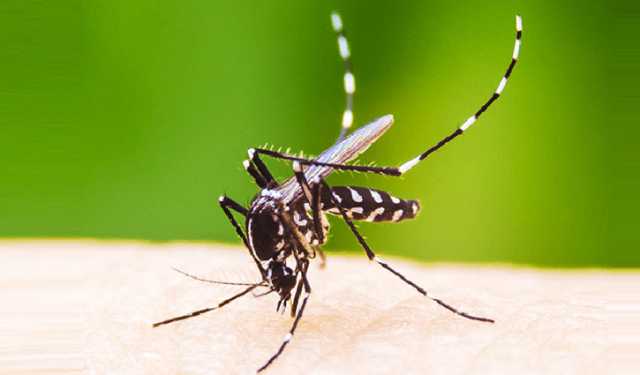 ডেঙ্গু পরিস্থিতি ভয়াবহ হওয়ার শঙ্কা   