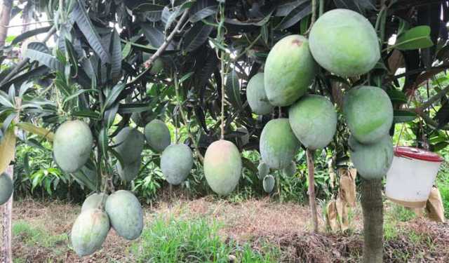 পাকলেই বাজারজাত করা যাবে চাঁপাইনবাবগঞ্জের আম
