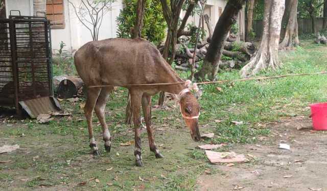 পঞ্চগড়ে আহত নীলগাই উদ্ধার