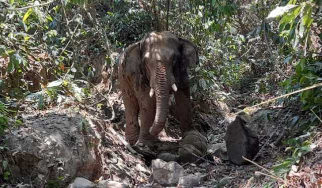 বান্দরবানে বন্যহাতির আক্রমণে শ্রমিক নিহত