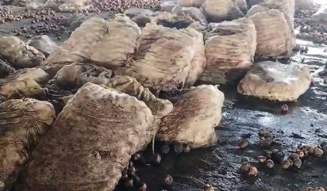 সীমান্তে পচছে পেঁয়াজ, চোখে শর্ষে ফুল ভারতীয় রপ্তানিকারকদের