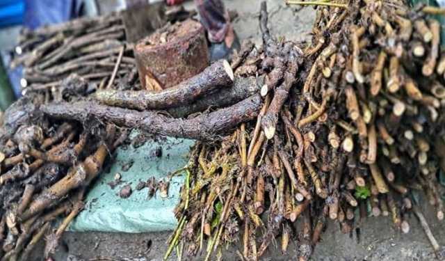 খুলনায় চুইঝাল চাষে বাজিমাত