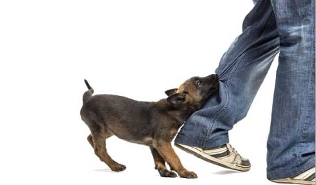 লাখাইয়ে কুকুরের কামড়ে নারী-শিশুসহ আহত ১১