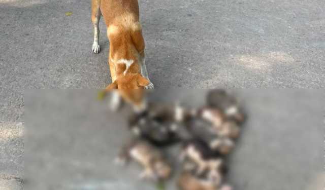 পাবনায় ৮ কুকুরছানা পুকুরে ডুবিয়ে হত্যার অভিযোগ