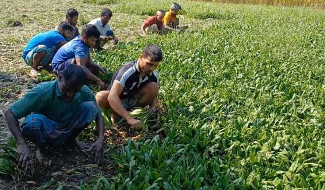 কিশোরগঞ্জে বিলাতি ধনিয়া পাতায় লাভবান কৃষক