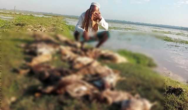 মৌলভীবাজারে বিষটোপে ৪৫০ হাঁসের মৃত্যু