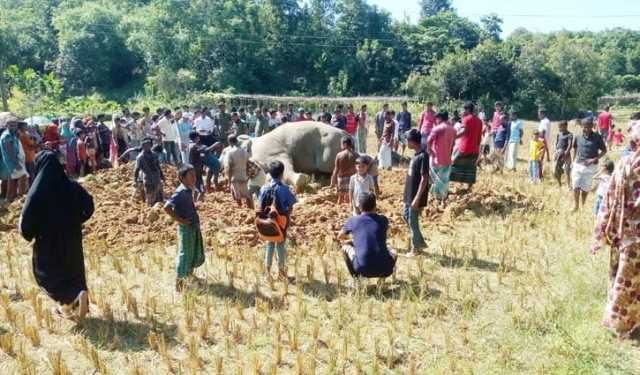 উখিয়ায় কৃষি জমিতে পড়েছিল বন্য হাতির মরদেহ
