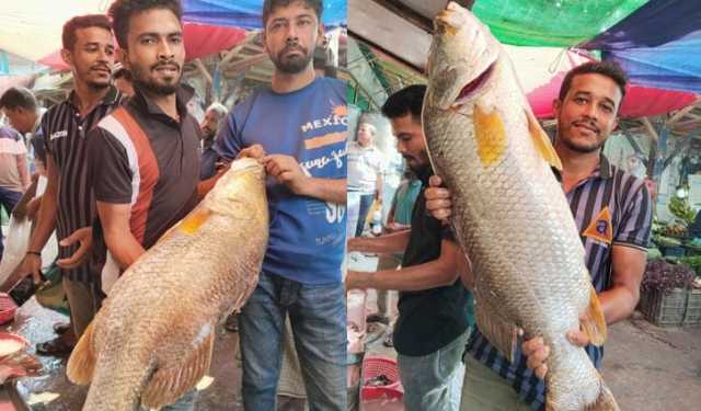 বরগুনায় জালে উঠে এল ২ কোরাল, দাম কত?