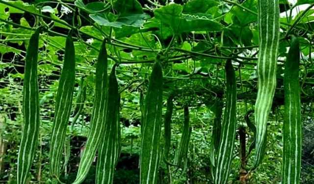 চিচিঙ্গায় ২ লাখ টাকা আয়ের আশা কৃষকের