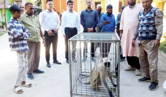 সেই হনুমানের স্থান হলো রংপুর চিড়িয়াখানায়