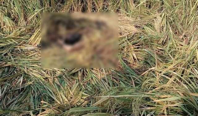 ভেড়ামারায় মুখ পোড়া ব্যক্তির লাশ উদ্ধার 