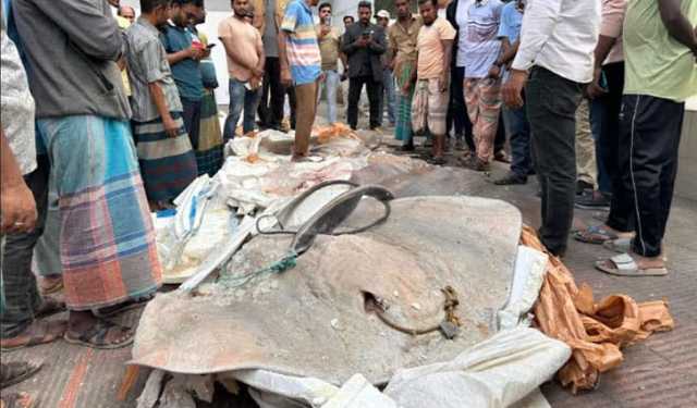 সাড়ে ১২ মণ ওজনের অবৈধ ৫টি শাপলা পাতা মাছ জব্দ