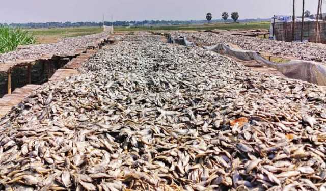 চাহিদা বাড়ছে নড়াইলে প্রস্তুতকৃত দেশি মাছের শুঁটকির