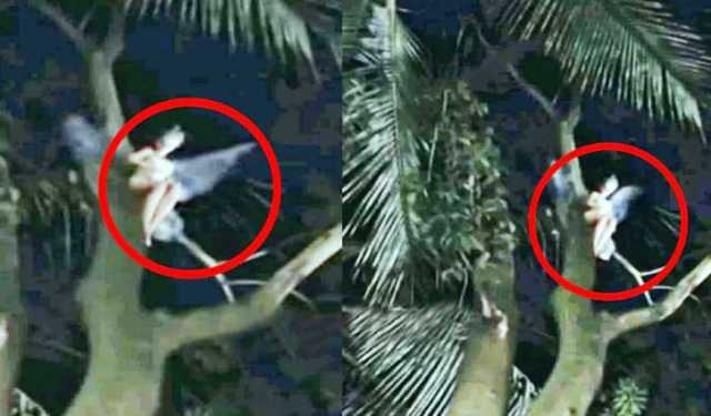 পরী সদৃশ্য রহস্যময় প্রাণি দেখার দাবি