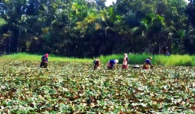 সাতক্ষীরায় বেড়েছে পানি ফলের চাষ, বিঘাপ্রতি লাভ ৭০ হাজার