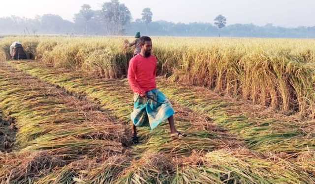 নড়াইলে এবার আমন ধানের বাম্পার ফলন