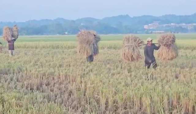 খাগড়াছড়ির বিস্তীর্ণ মাঠে সোনালি ধানের হাসি