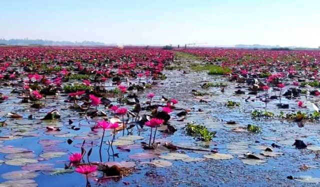 বিমোহিত করছে শ্রীমঙ্গলের হাইল হাওরের শাপলা