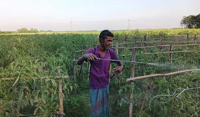 আগাম টমেটো চাষে ‘ফিল কার্ল’ ভাইরাসের হানা, দুশ্চিন্তায় কৃষক