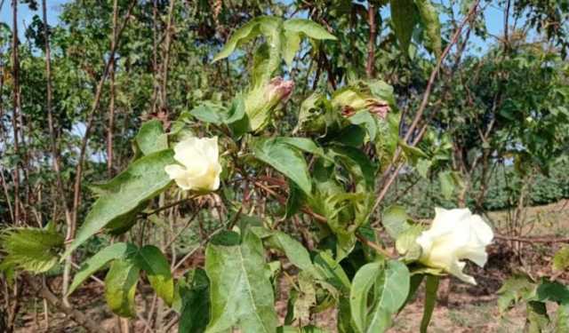 গাজীপুরে ফুটল ফুটি কার্পাস: খুলছে মসলিন পুনরুদ্ধারে সম্ভাবনার দ্বার